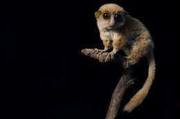 Image of <i>Microcebus murinus rufus</i>