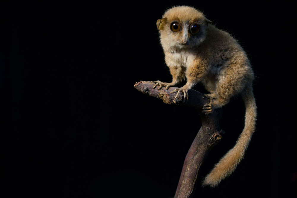 Image of <i>Microcebus murinus rufus</i>