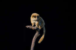 Image of <i>Microcebus murinus rufus</i>