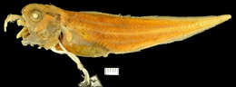 Image of Benthocometes