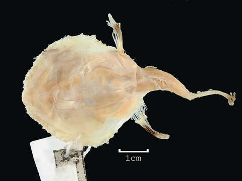 Image of Halieutichthys caribbaeus Garman 1896