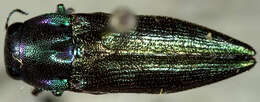 Sivun Leiopleura gibbipennis (Fisher 1940) kuva