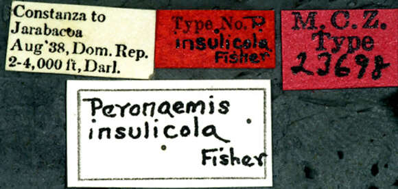 Sivun Leiopleura gibbipennis (Fisher 1940) kuva