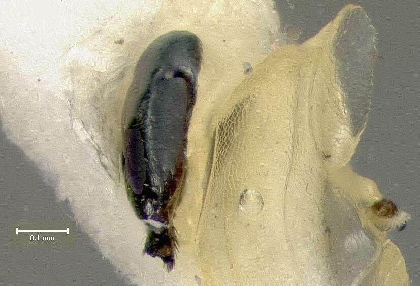 Sivun Leiopleura gibbipennis (Fisher 1940) kuva