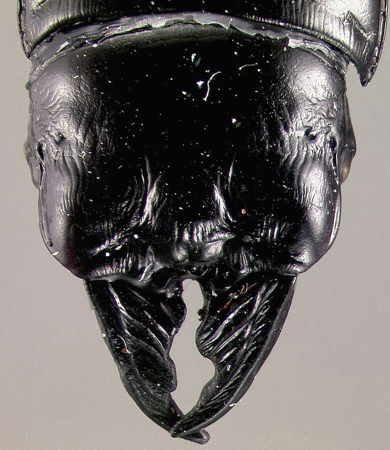 Image of Antilliscaris darlingtoni (Bänninger 1935)