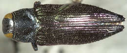 Sivun Melobasina solomonensis (Théry 1937) kuva