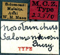 Sivun Melobasina solomonensis (Théry 1937) kuva