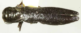 Image of Proptomaphaginus darlingtoni (Jeannel 1936)