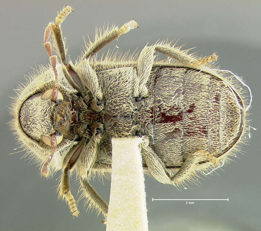Image of Trichodesma pulchella Schaeffer 1903