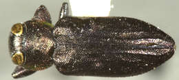 Image of Chrysobothris lateralis Waterhouse 1887