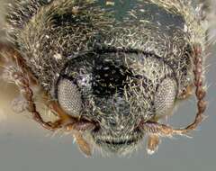 Image of minute marsh-loving beetles