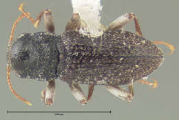 Image of Microcylloepus thermarum (Darlington 1928)