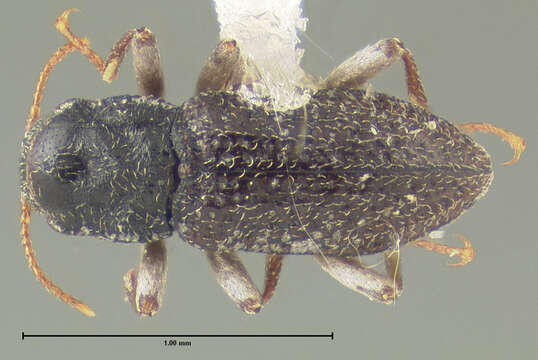 Image of Microcylloepus thermarum (Darlington 1928)