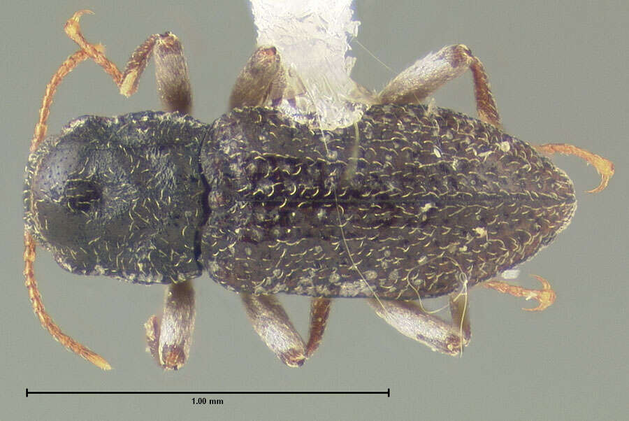 Слика од Microcylloepus thermarum (Darlington 1928)