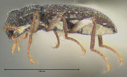 Image of Microcylloepus thermarum (Darlington 1928)
