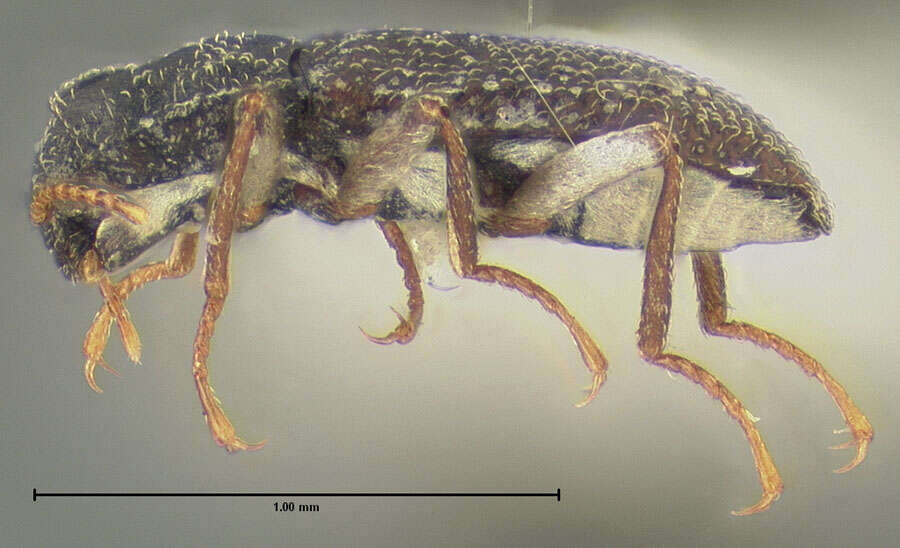 Слика од Microcylloepus thermarum (Darlington 1928)