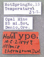 Слика од Microcylloepus thermarum (Darlington 1928)