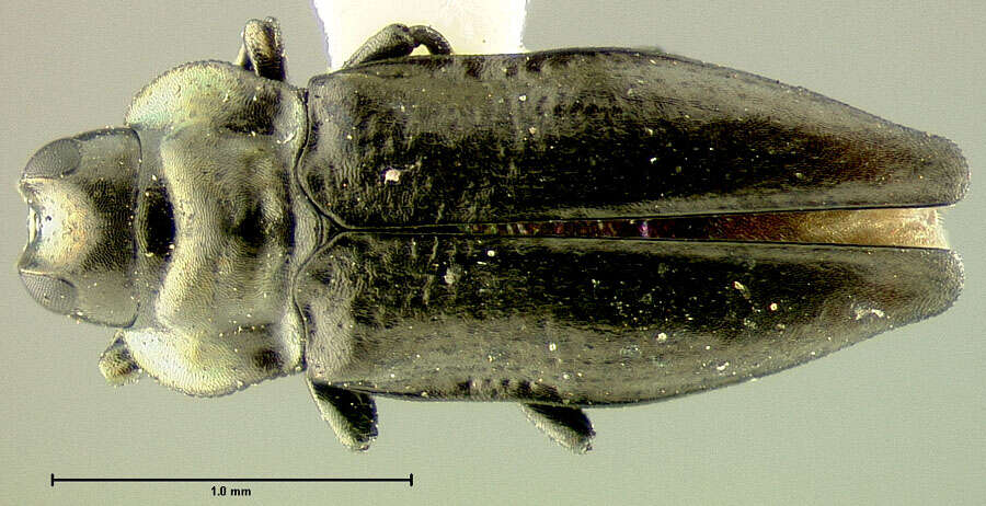 Aphanisticus sumatrensis Kerremans 1900 resmi