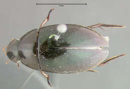 Image of Tropisternus (Tropisternus) tinctus Sharp 1882