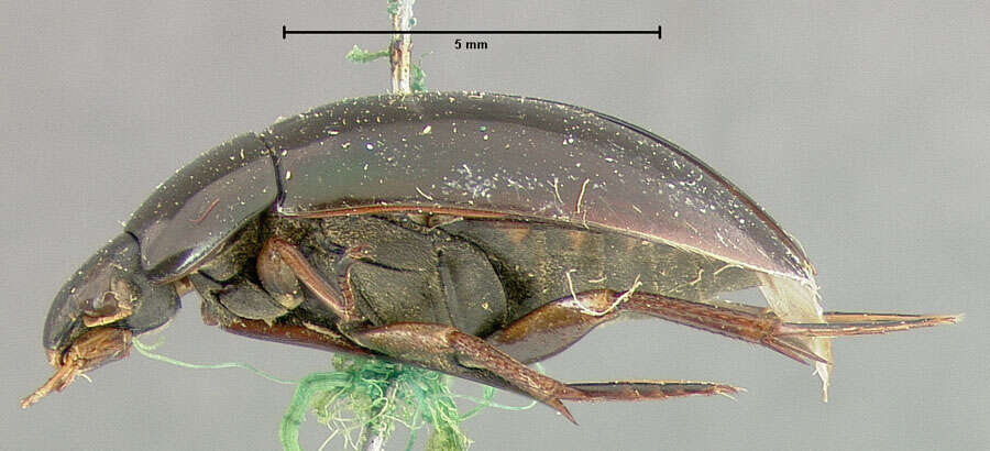 Image of Tropisternus (Tropisternus) tinctus Sharp 1882