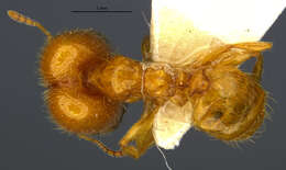 Image of Pheidole spadonia Wheeler 1915