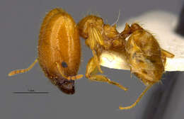 Image of Pheidole spadonia Wheeler 1915