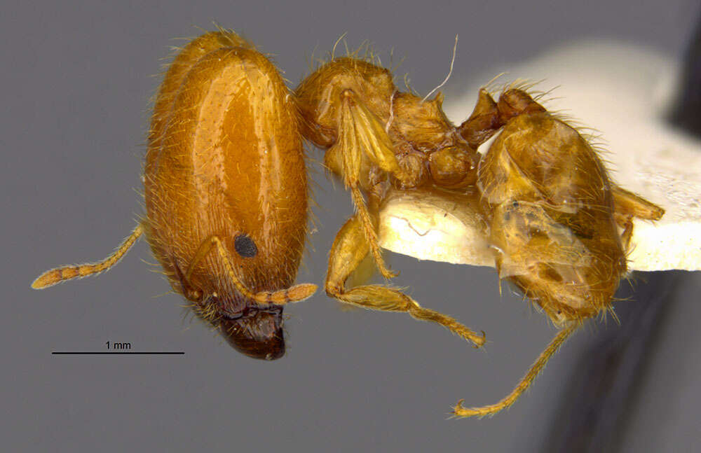 Image of Pheidole spadonia Wheeler 1915