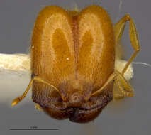 Image of Pheidole spadonia Wheeler 1915