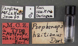 Psephenops haitianus Darlington 1936的圖片