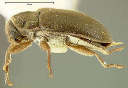 Imagem de Phanocerus clavicornis Sharp 1882