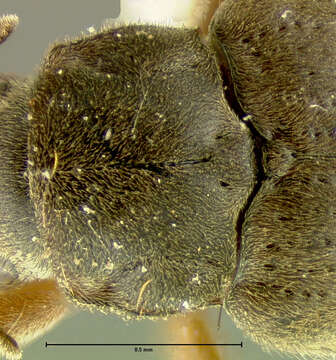 Image of Phanocerus clavicornis Sharp 1882