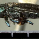 Agrilus crinicornis Horn 1891 resmi