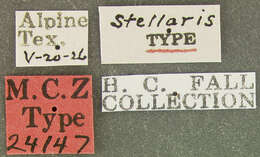 Image of Photinus stellaris Fall 1927
