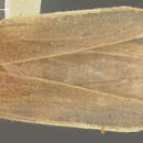 Image of Microphotus decarthrus Fall 1912