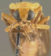 Image of <i>Photuris flavicollis</i>