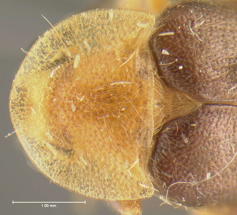 Image of <i>Photuris flavicollis</i>