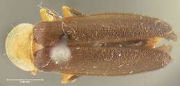 Image of <i>Photuris flavicollis</i>