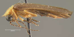 Image of <i>Photuris flavicollis</i>