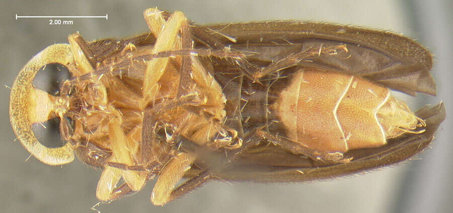 Image of <i>Photuris flavicollis</i>