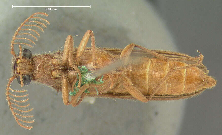 Image de <i>Octinodes megalops</i>