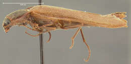 Image of <i>Aplastus piceicollis</i>