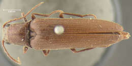 Image of <i>Aplastus productus</i>