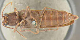 Image of <i>Aplastus productus</i>