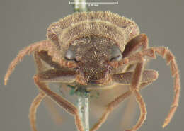 Image of <i>Aplastus productus</i>