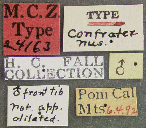 Image of <i>Podabrus confraternus</i> Fall 1928