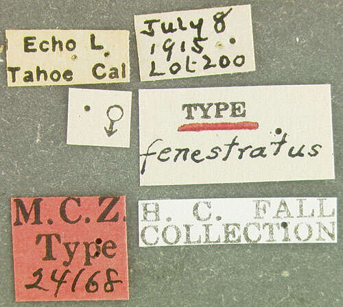 Image of <i>Podabrus fenestratus</i> Fall 1928