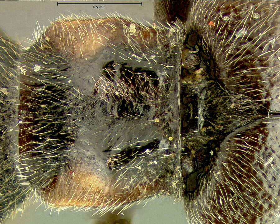 Image of <i>Podabrus fenestratus</i> Fall 1928