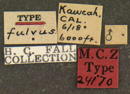 Image de <i>Podabrus fulvus</i> Fall 1928