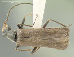 Image of <i>Podabrus furtivus</i>