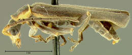 Image de <i>Podabrus obscurevittatus</i>